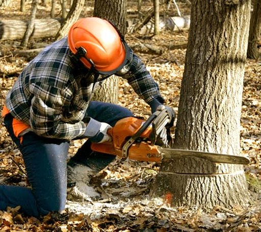 Tree Removal in Sidney, IL